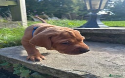Mixed Breed dogs for sale: Vizla x Fox Red Lab (75/25) Puppies - Image 2