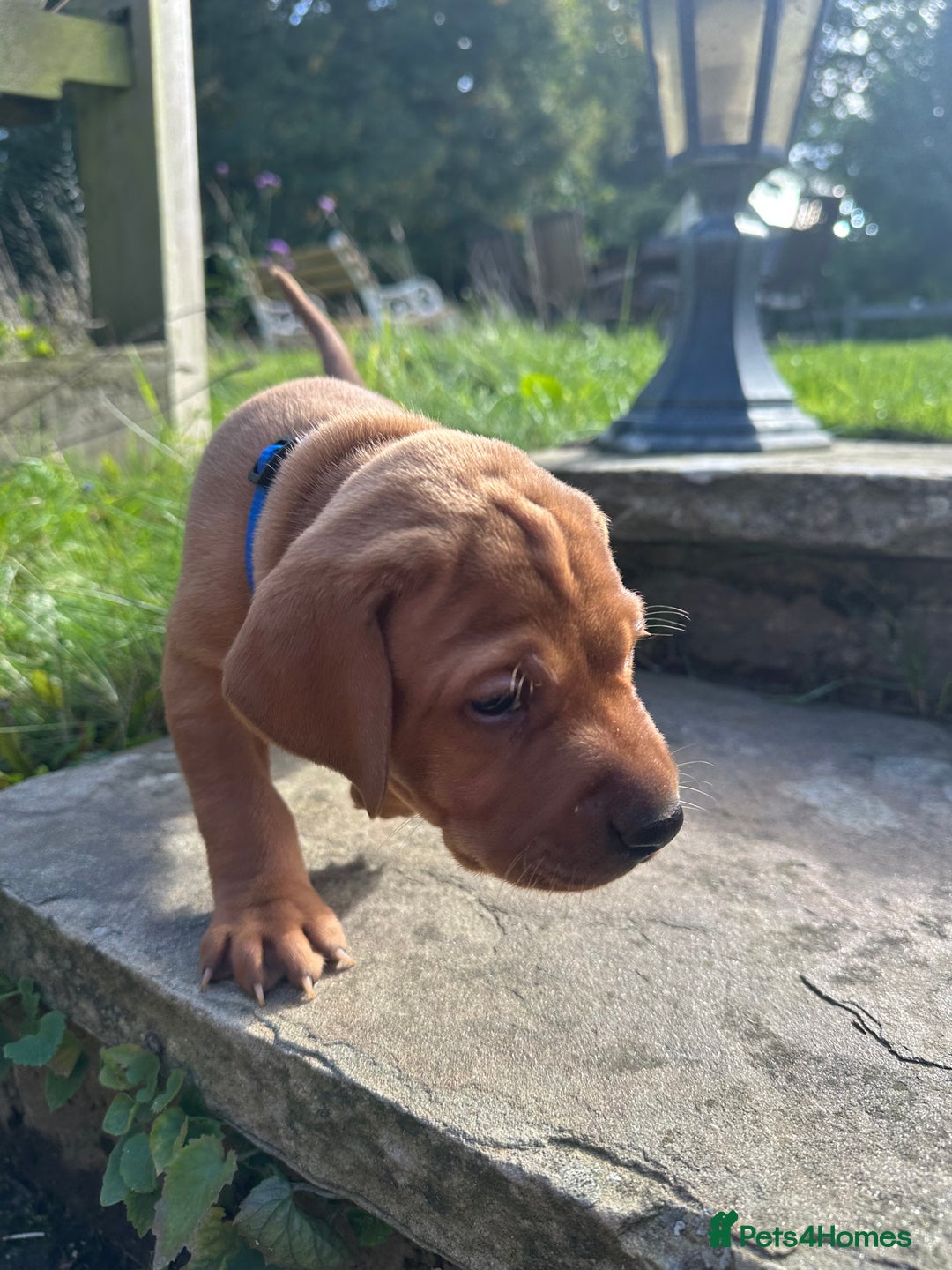Mixed Breed dogs for sale: Vizla x Fox Red Lab (75/25) Puppies - Image 2