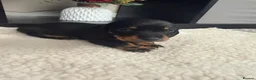 Miniature Dachshund dogs for sale: Lovely litter of 5 Miniature Dachshunds  - Advert 19