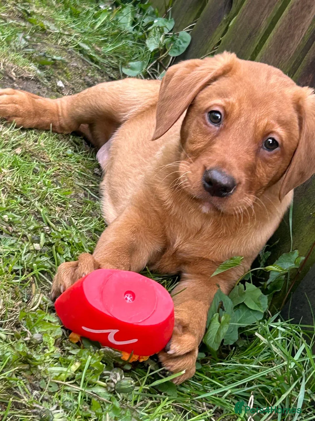Labrador Retriever dogs for sale: Outstanding Labrador puppies  in Bishop Auckland - Advert 8