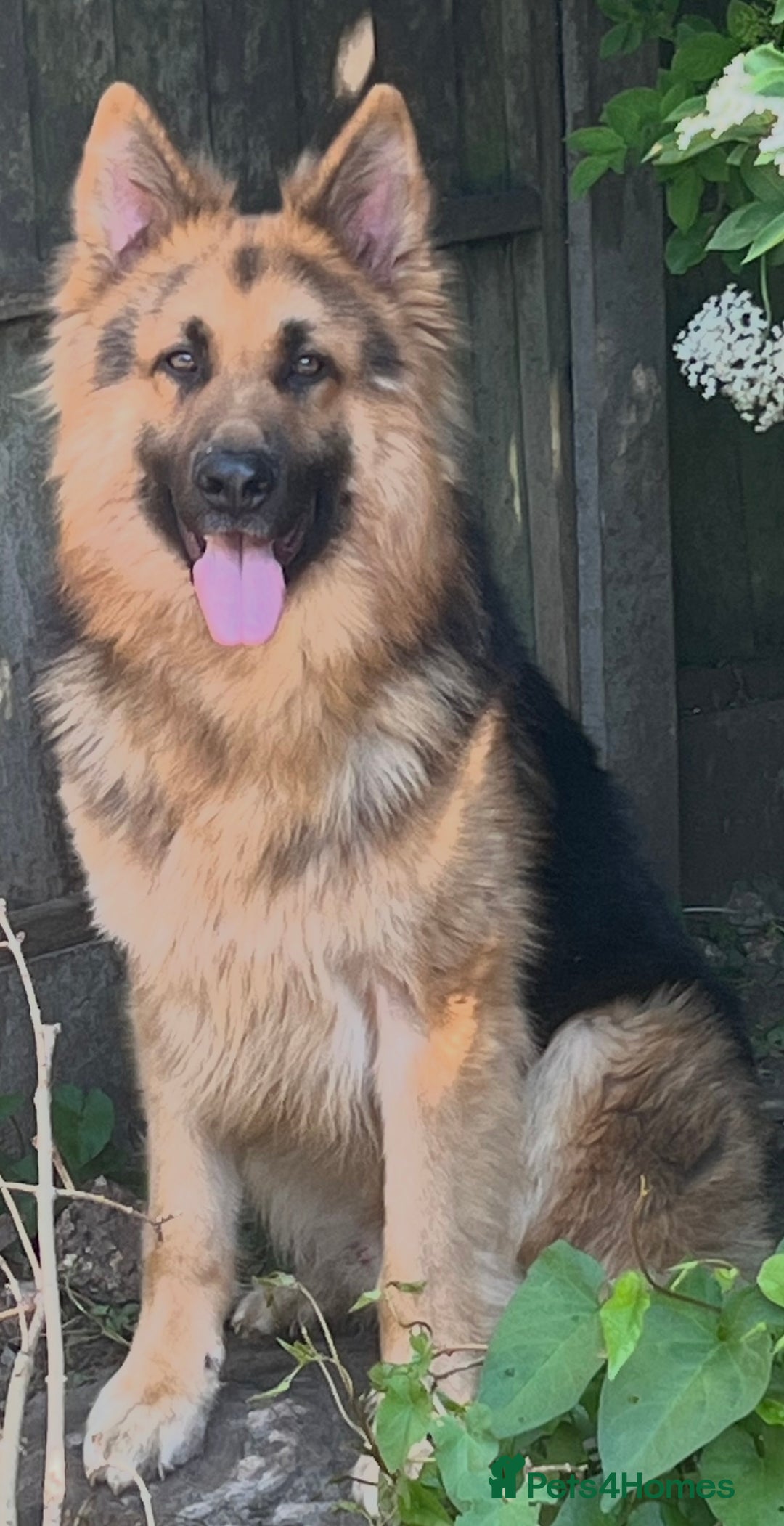 German Shepherd dogs for sale: German Shepherd Puppies Liver Isabella Blue Black  - Advert 28