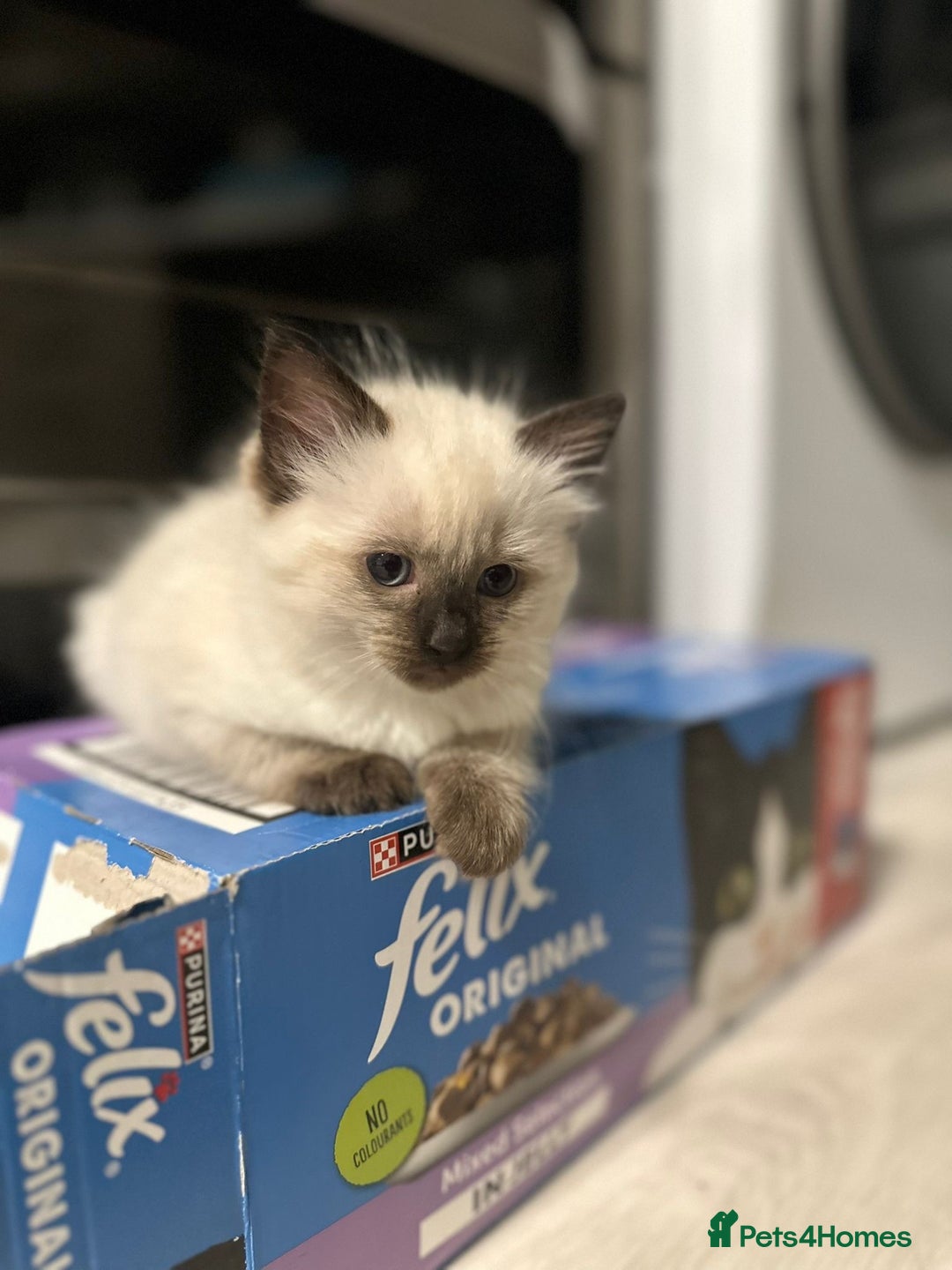 Ragdoll cats for sale: READY NOW Stunning pure breed ragdoll kittens  - Image 6