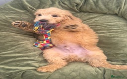 Goldendoodle dogs for sale: Healthy waggy happy puppies  - Image 8