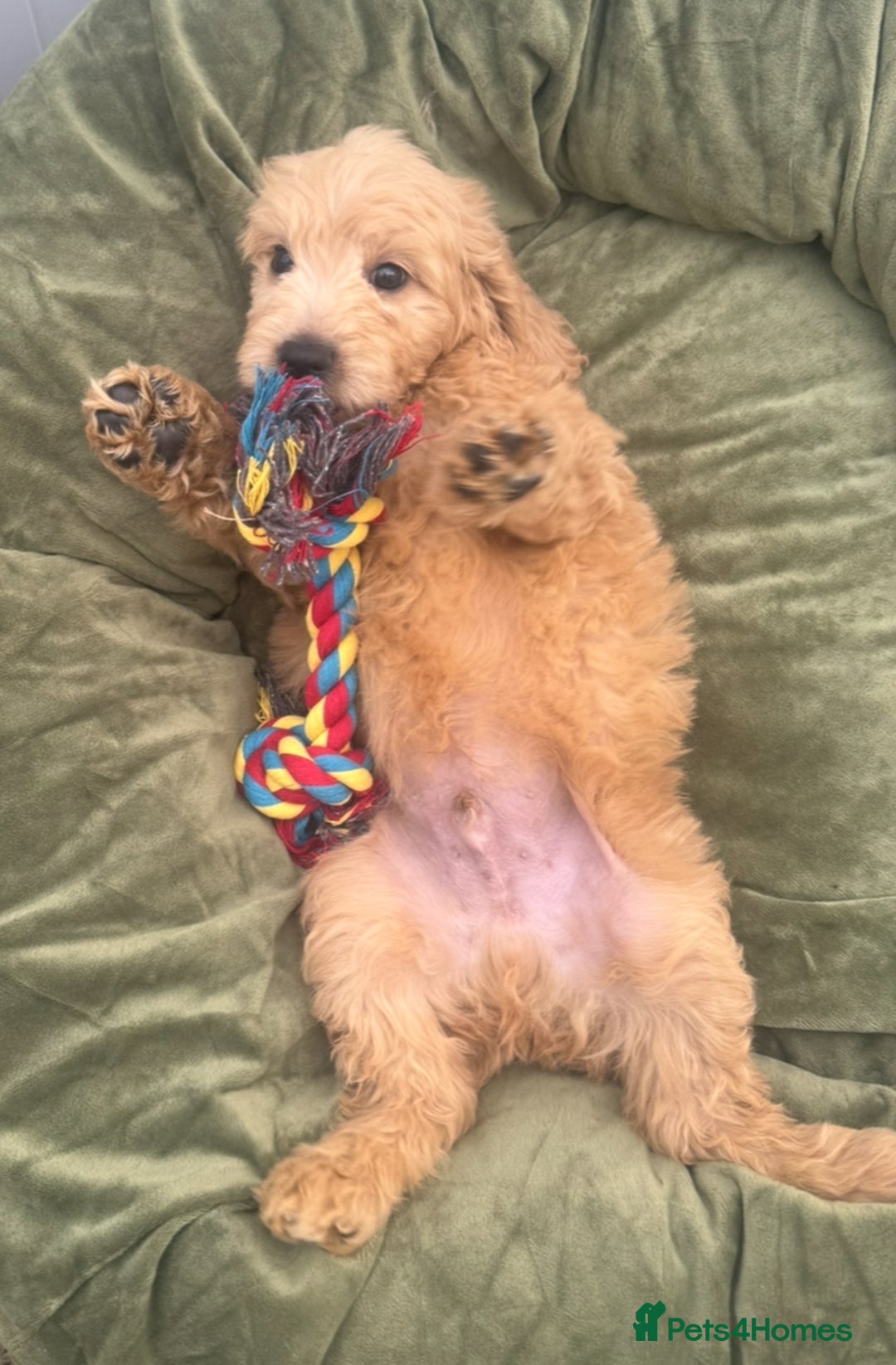 Goldendoodle dogs for sale: Healthy waggy happy puppies  - Image 8
