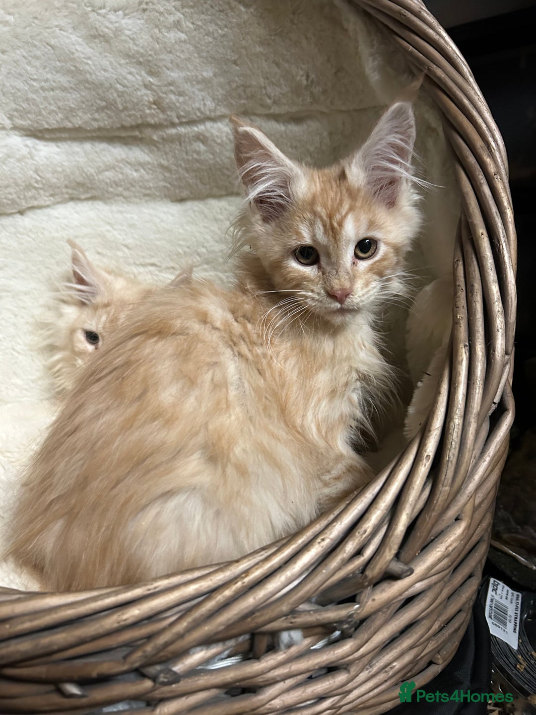 Maine Coon cats for sale: Stunning Mainecoon kittens  - Advert 32