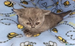 British Shorthair cats for sale: British blue shorthair kittens  - Image 4