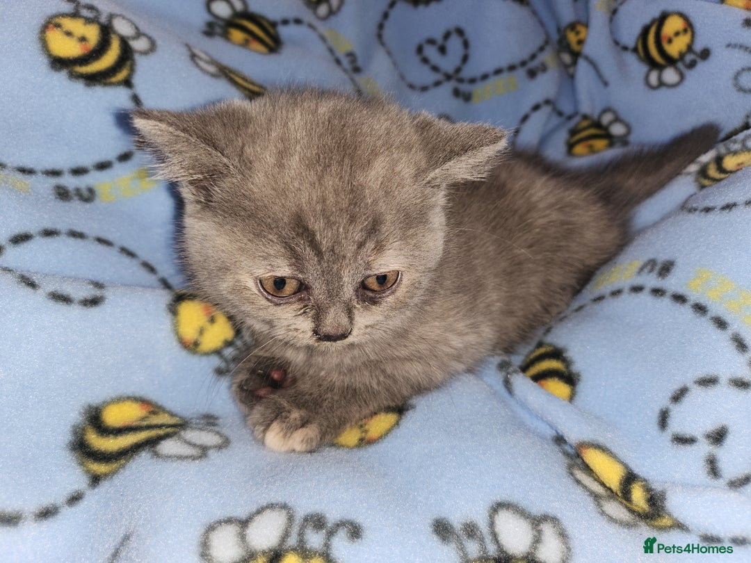 British Shorthair cats for sale: British blue shorthair kittens  - Image 4