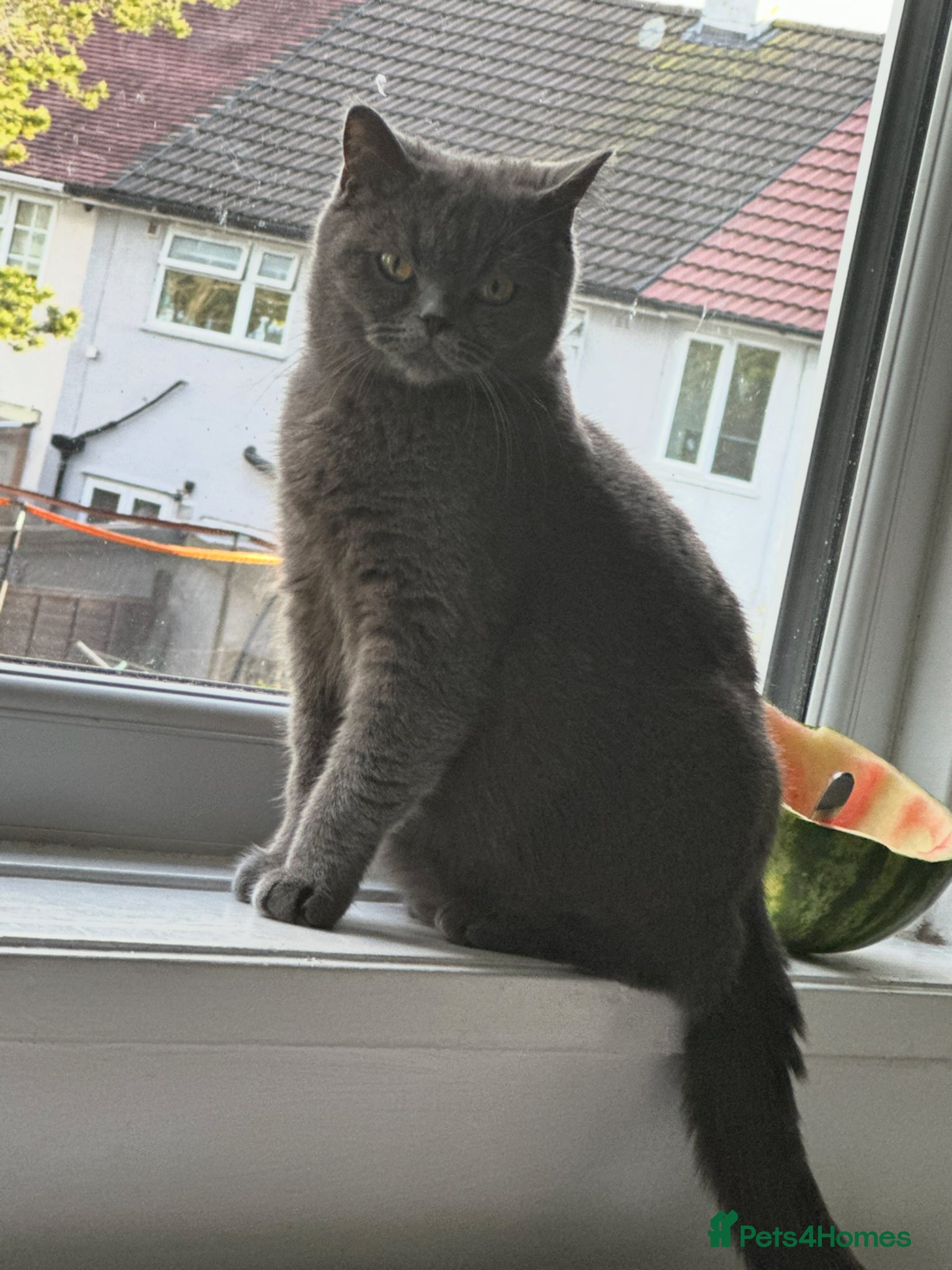 British Shorthair cats for sale: cute British shorthair kittens  - Advert 2