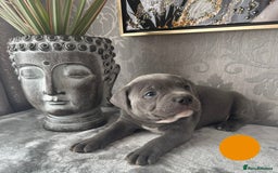 Staffordshire Bull Terrier dogs for sale: Chunky little staffy pups - Image 4