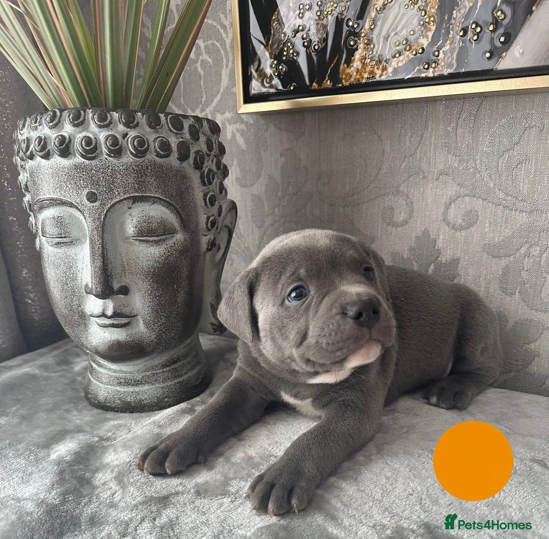 Staffordshire Bull Terrier dogs for sale: Chunky little staffy pups - Image 4