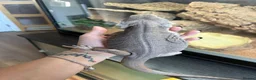 Bearded Dragon reptiles for sale: Zero leatherback  - Advert 2