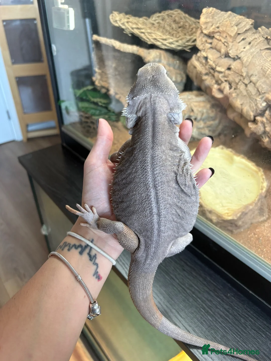 Bearded Dragon reptiles for sale: Zero leatherback  - Advert 2