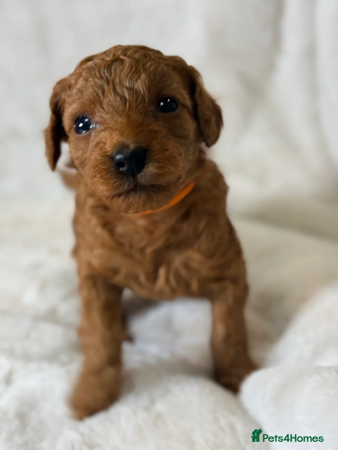 Toy Poodle dogs for sale: ❤️ Exceptional Asian Red Toy Poodle Puppies ❤️ - Advert 10