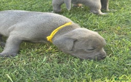 Staffordshire Bull Terrier dogs for sale: ✨ Staffy Bull Terrier Puppies DNA Clear, Healthy ✨ - Image 7