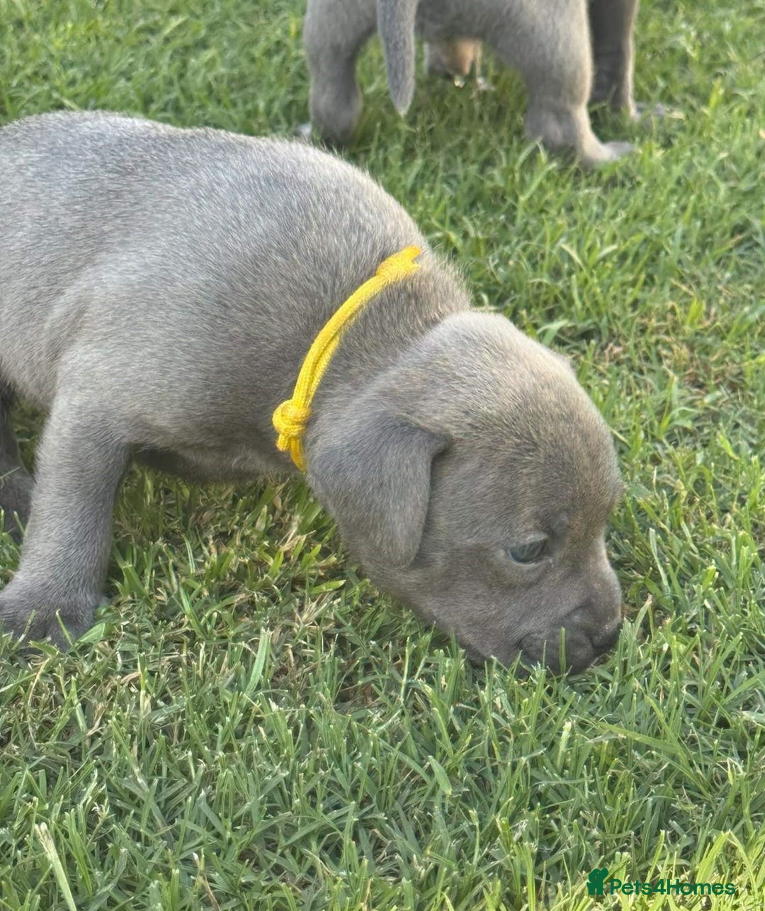 Staffordshire Bull Terrier dogs for sale: ✨ Staffy Bull Terrier Puppies DNA Clear, Healthy ✨ - Image 7