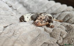 Miniature Dachshund dogs for sale: Dapple miniature dachshund - Image 7