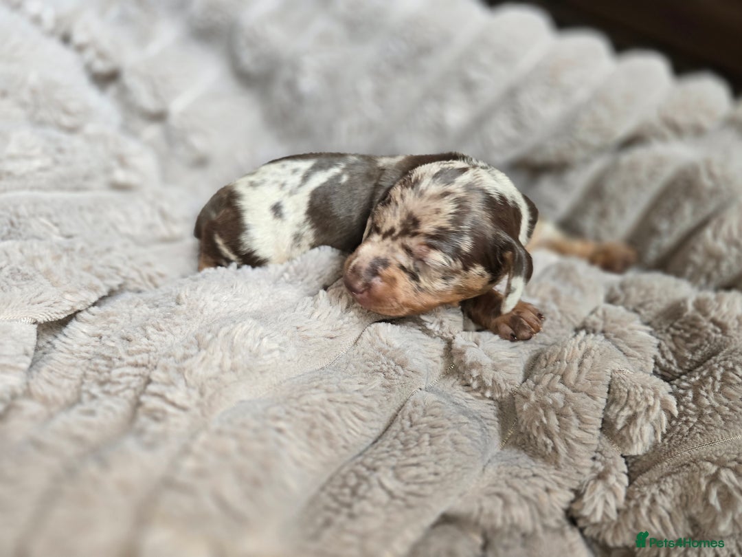 Miniature Dachshund dogs for sale: Dapple miniature dachshund - Image 7