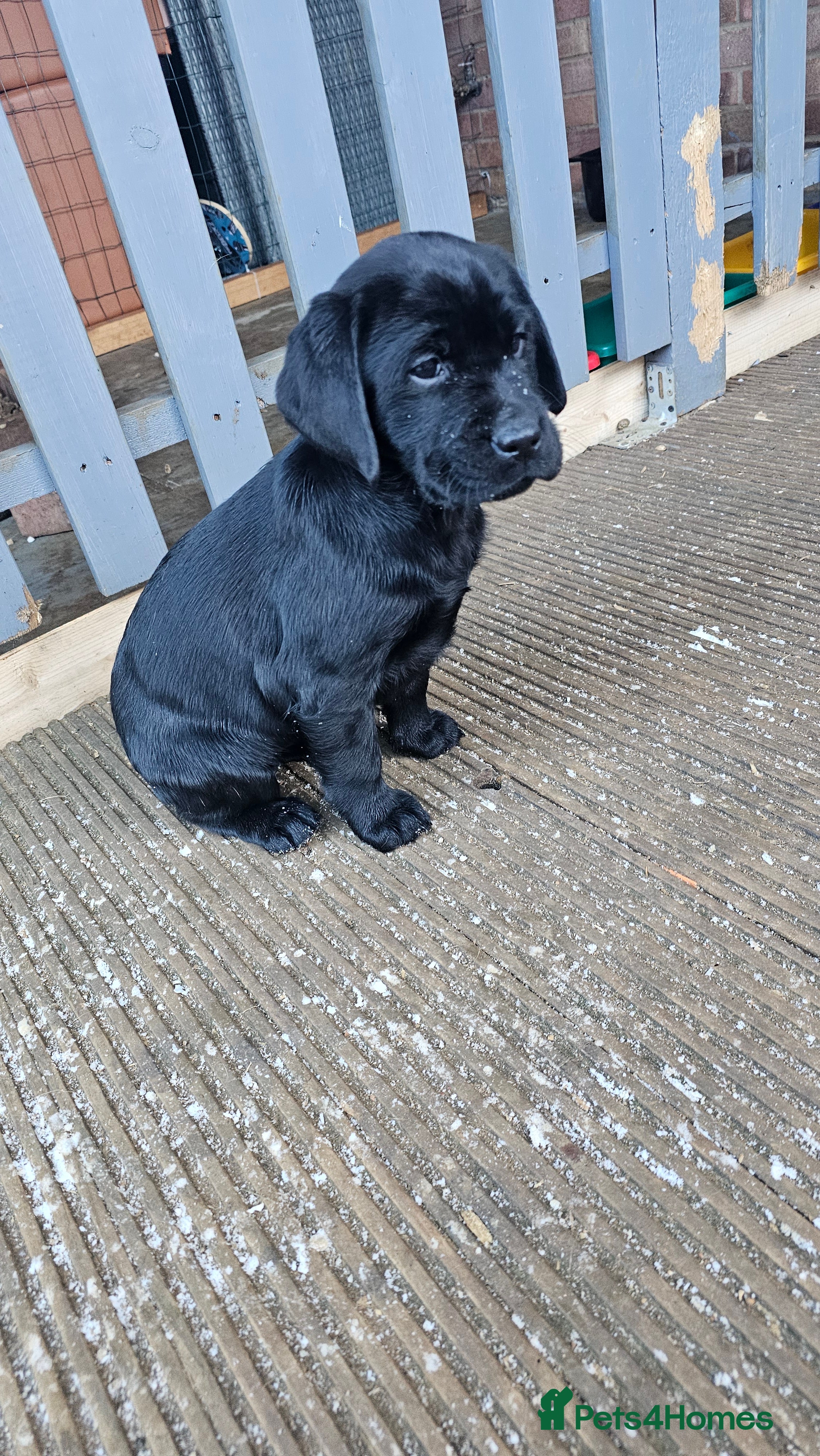 Labrador Retriever dogs Stunning 4 black females left Labradors puppies  - Advert 6