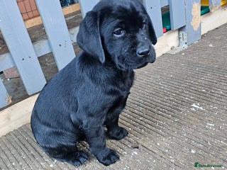 Labrador Retriever dogs Stunning 4 black females left Labradors puppies - Advert 6