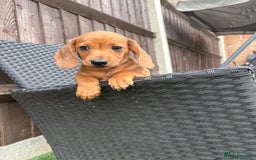 Miniature Dachshund dogs for sale: 3 stunning miniature daxies ❤️ - Image 10