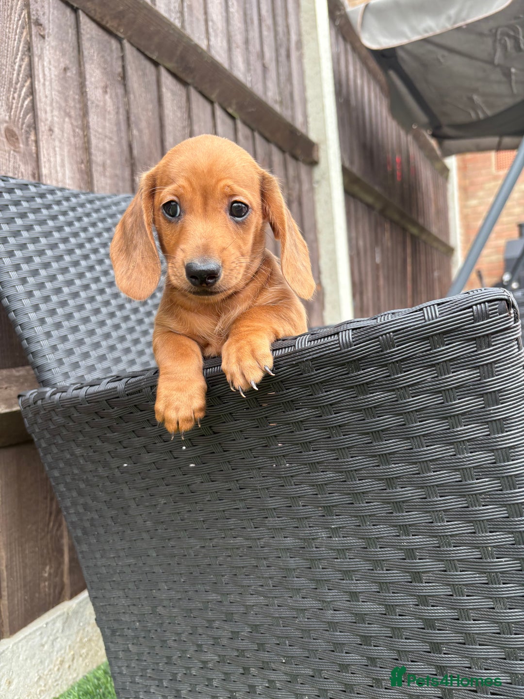 Miniature Dachshund dogs for sale: 3 stunning miniature daxies ❤️ - Image 10