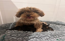 Toy Poodle dogs for sale: Tiny toy poodle puppies  - Image 6