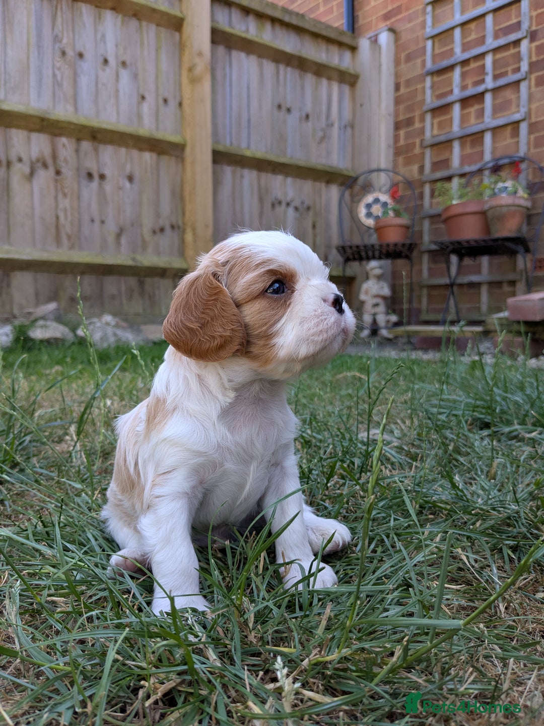 Cavalier King Charles Spaniel dogs for sale: Cavalier King Charles Puppies  - Image 2