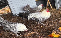 Chickens poultry for sale: Silver death later breeding group  - Advert 2