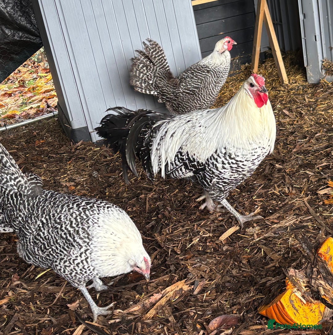 Chickens poultry for sale: Silver death later breeding group  - Advert 2