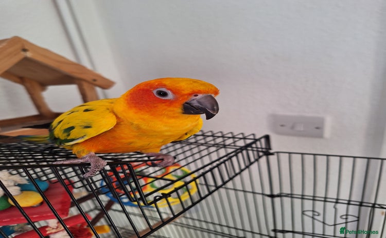 Conures birds Tame sun conure - Advert 1