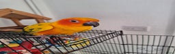 Conures birds for sale: Tame sun conure - Advert 1