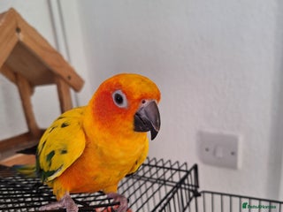 Conures birds Tame sun conure - Advert 11