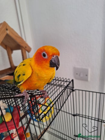 Conures birds Tame sun conure - Advert 1