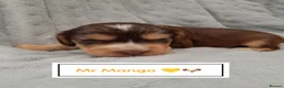 Cocker Spaniel dogs for sale: ❤️ 🐶Beautiful Show Type Cocker Puppies🐶❤️  - Advert 16