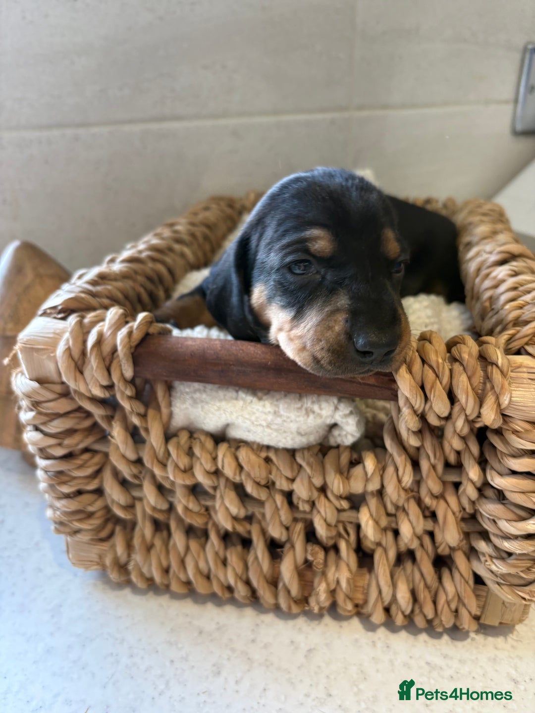Dachshund dogs for sale: Dachshund puppies - Advert 4