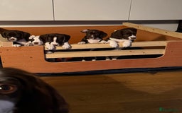 Mixed Breed dogs for sale: Chi sprocker  - Image 10