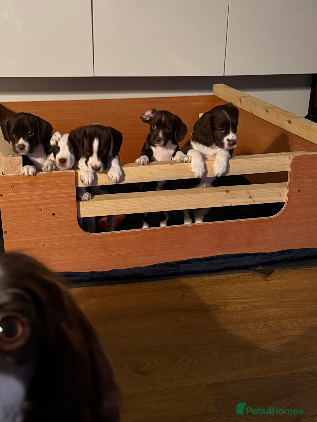 Mixed Breed dogs for sale: Chi sprocker  - Image 10