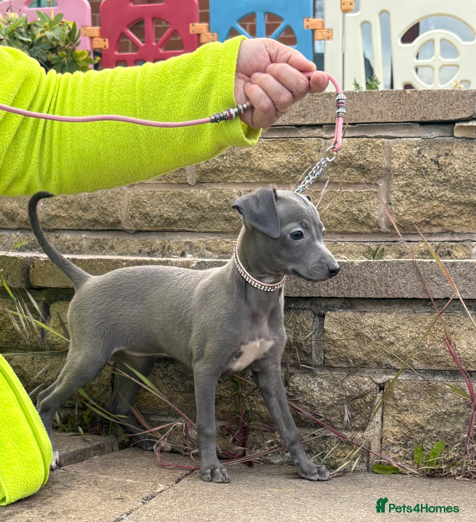 Italian Greyhound dogs 1 Blue girl 1 Fawn boy available - Advert 4