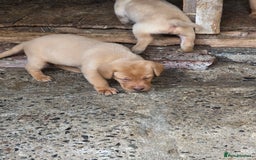Labrador Retriever dogs for sale: Kc reg  yellow lab puppies 🐶  - Image 9