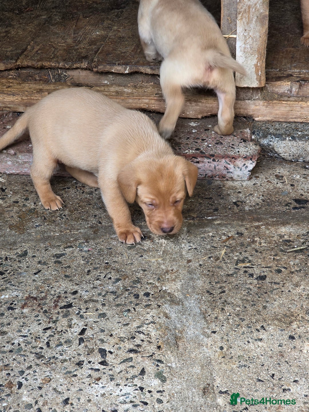 Labrador Retriever dogs for sale: Kc reg  yellow lab puppies 🐶  - Image 9