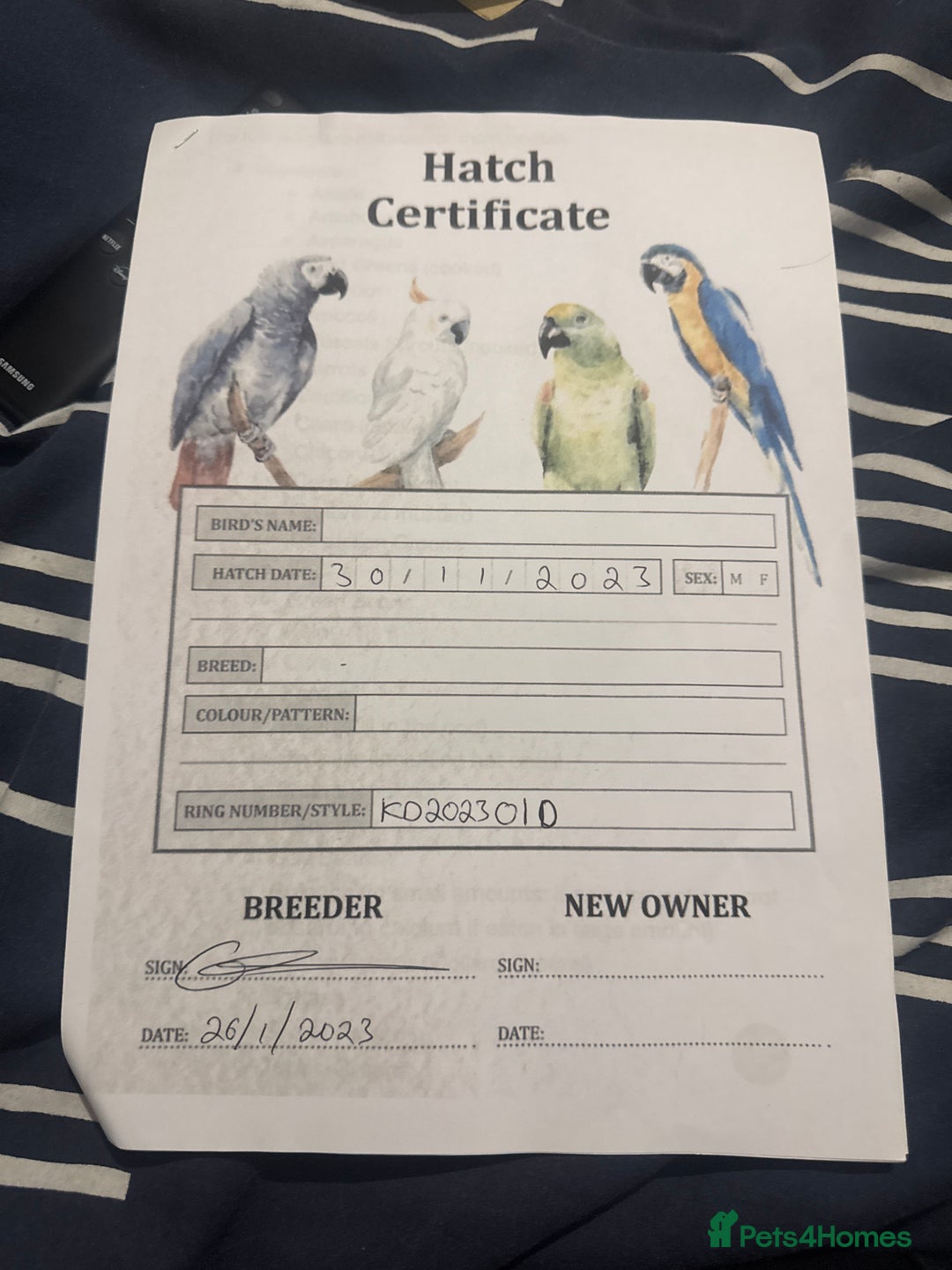 Conures birds for sale: 2 pineapple conures  - Advert 13