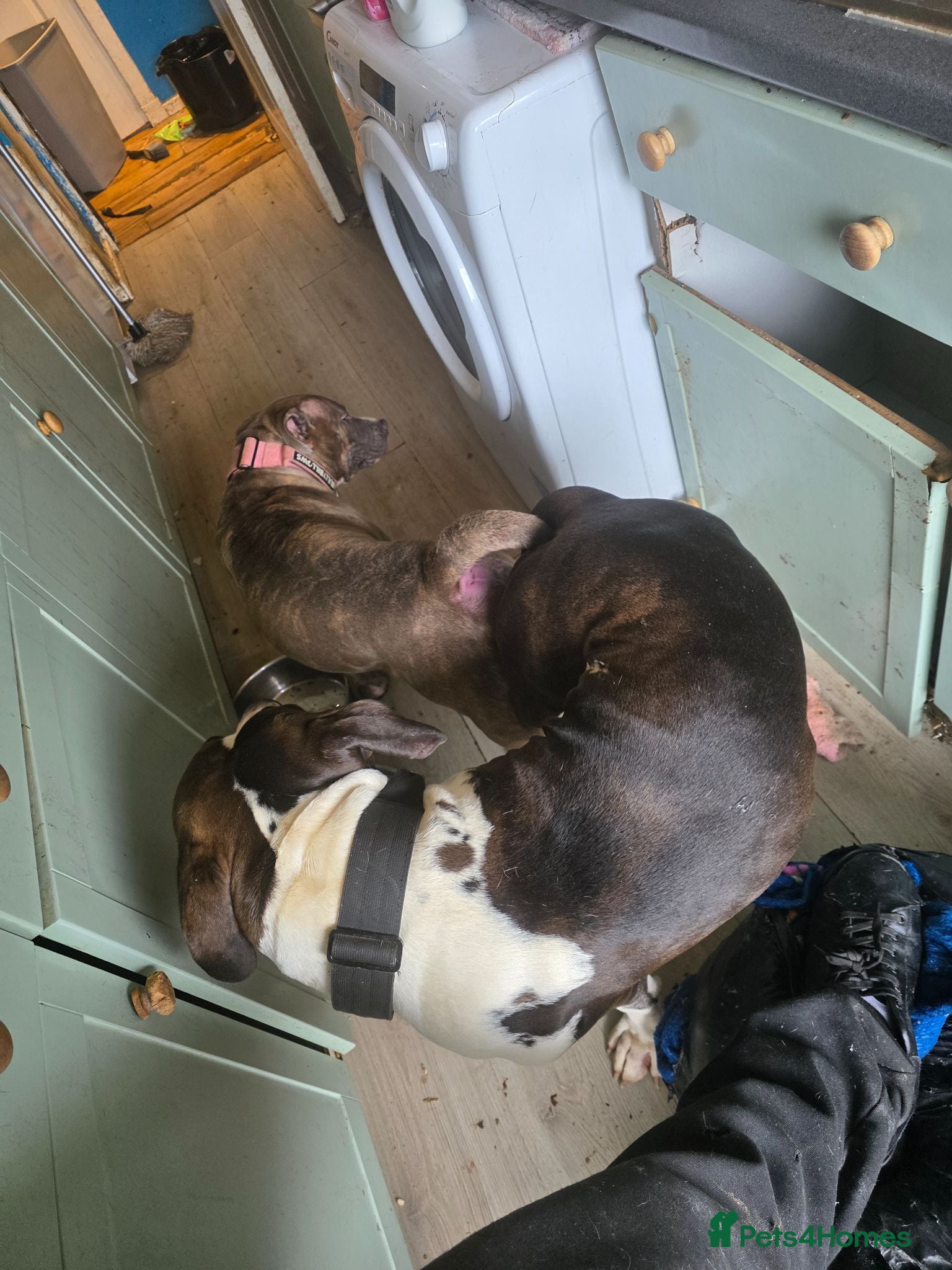 Mixed Breed dogs Alapaha blue blood bulldog puppy  - Advert 1
