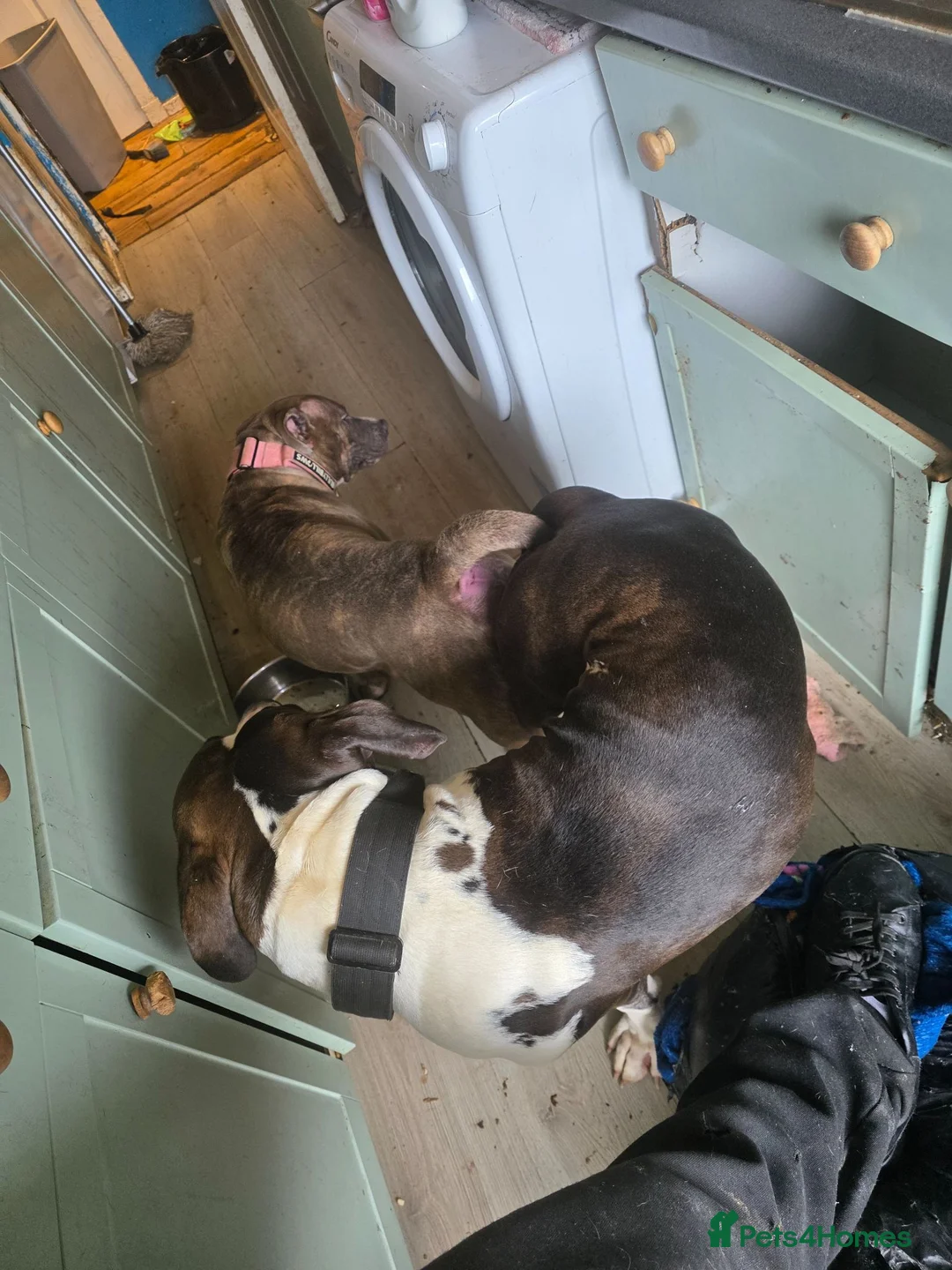 Mixed Breed dogs for sale: Alapaha blue blood bulldog puppy  - Advert 1