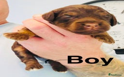 Cockapoo dogs for sale: DNA tested cockapoo puppies ready 27th October - Image 4