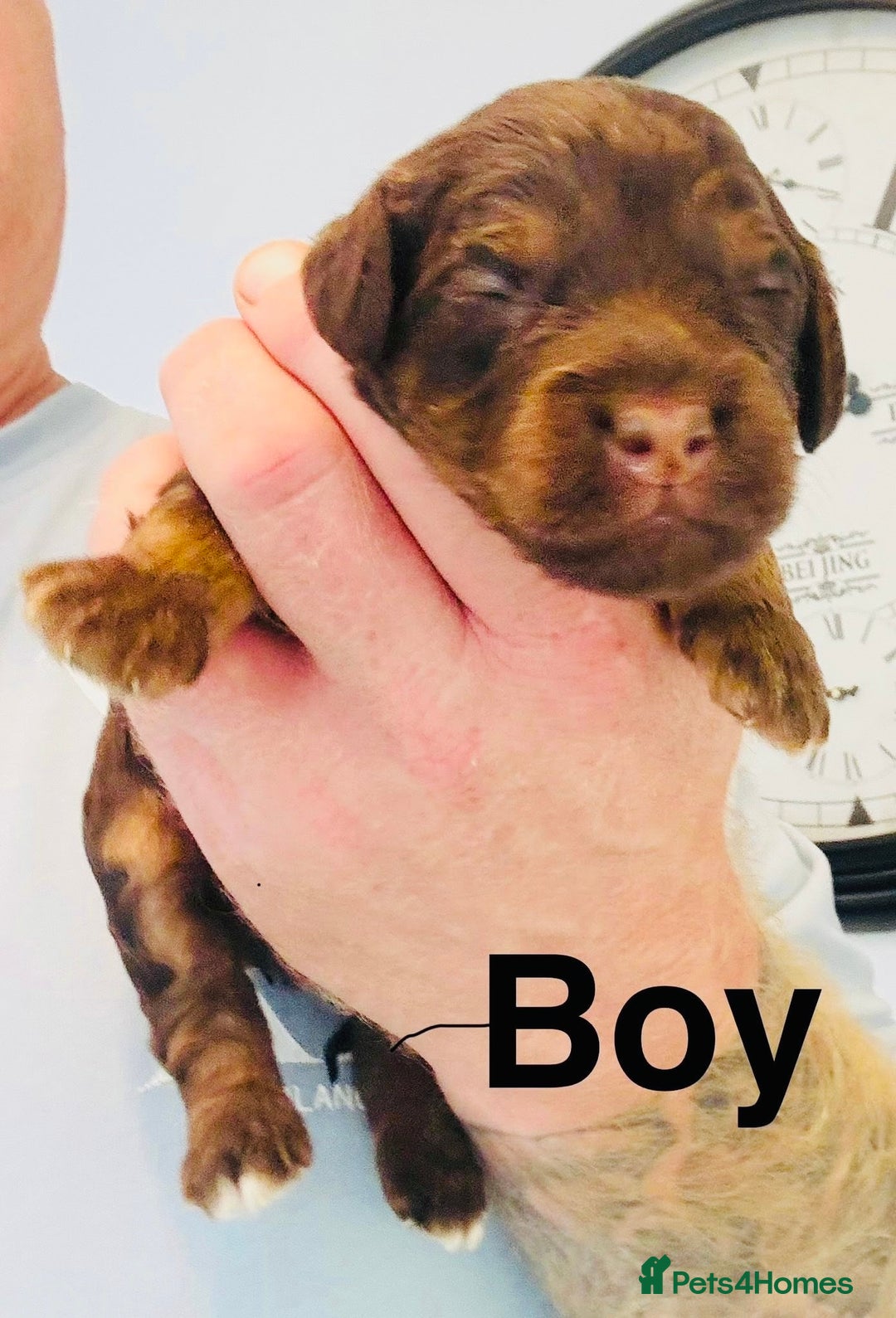 Cockapoo dogs for sale: DNA tested cockapoo puppies ready 27th October - Image 4