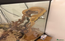 Rat Snake reptiles for sale: Yellow/ Eastern Rat Snake - Image 3