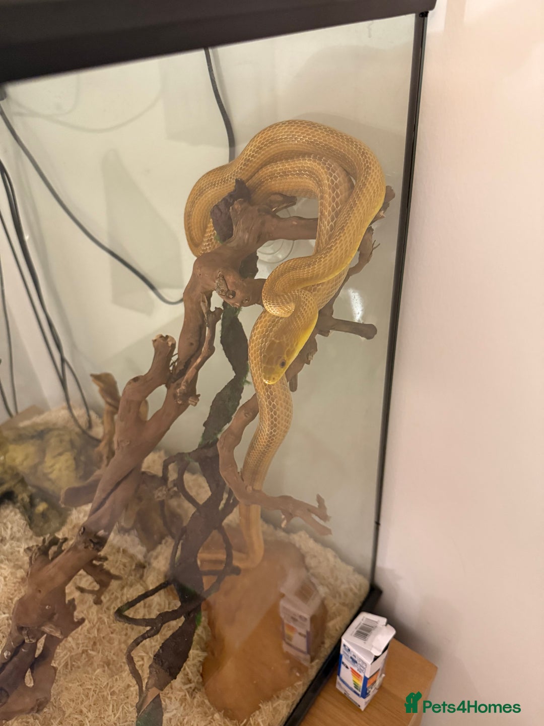 Rat Snake reptiles for sale: Yellow/ Eastern Rat Snake - Image 3