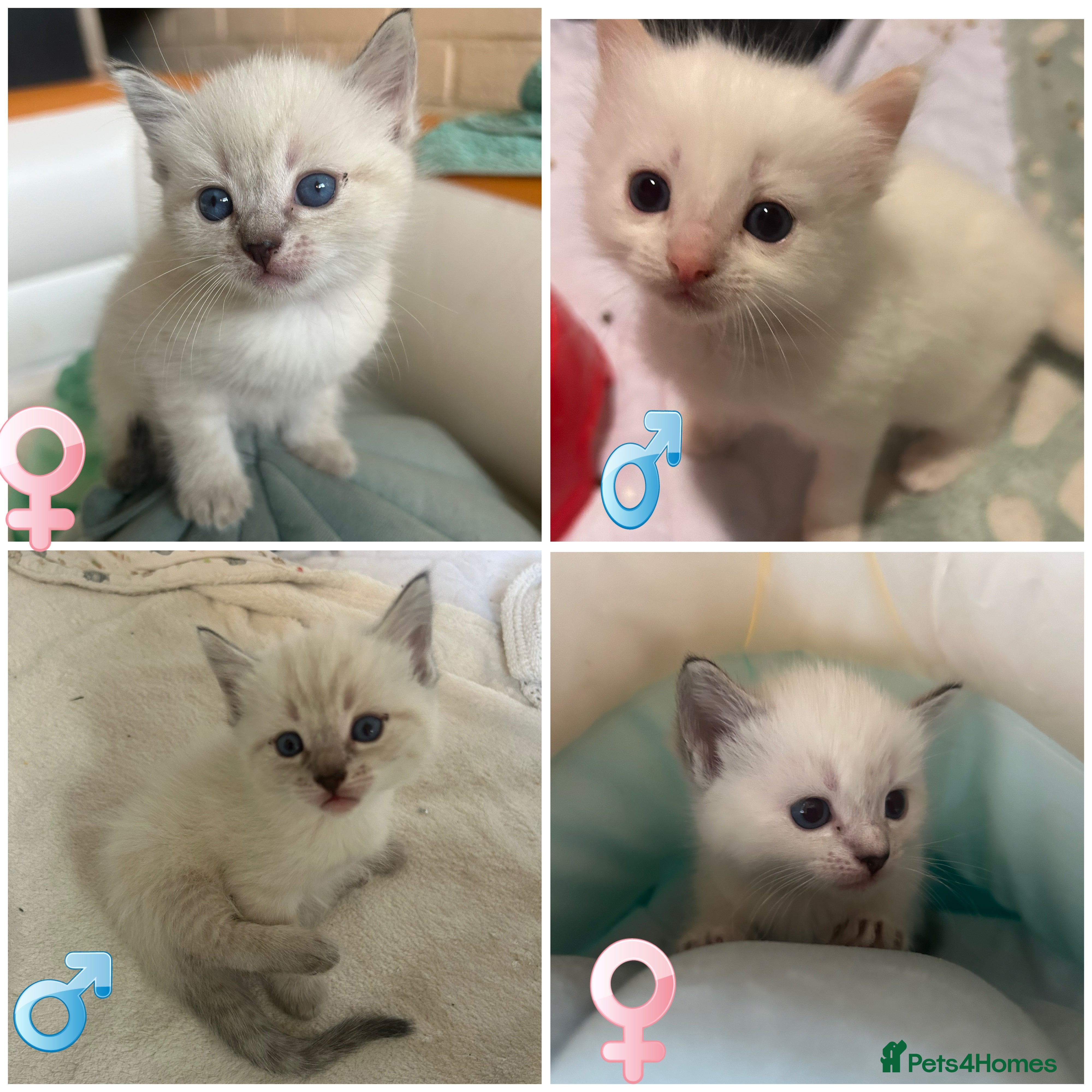 Mixed Breed cats Ragdoll x Tabbie kittens - Advert 5