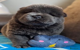 Chow Chow dogs for sale: Wyvernwests puppies have arrived  🐶  - Image 15