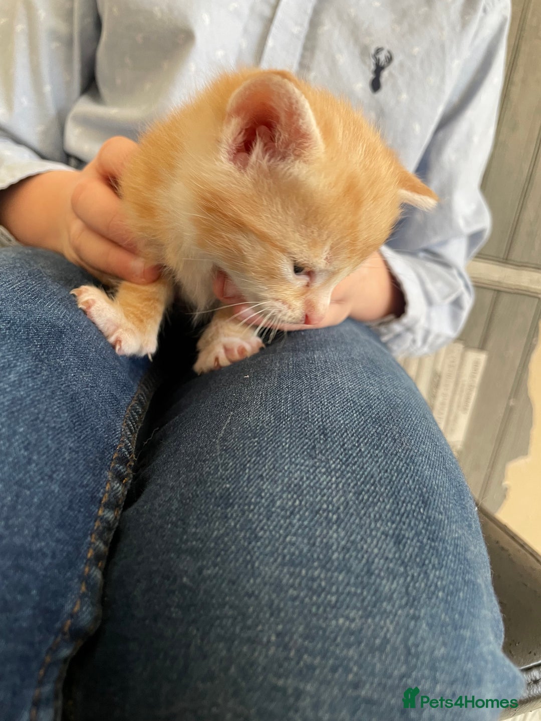 Mixed Breed cats for sale: Two separate litters  - Advert 4